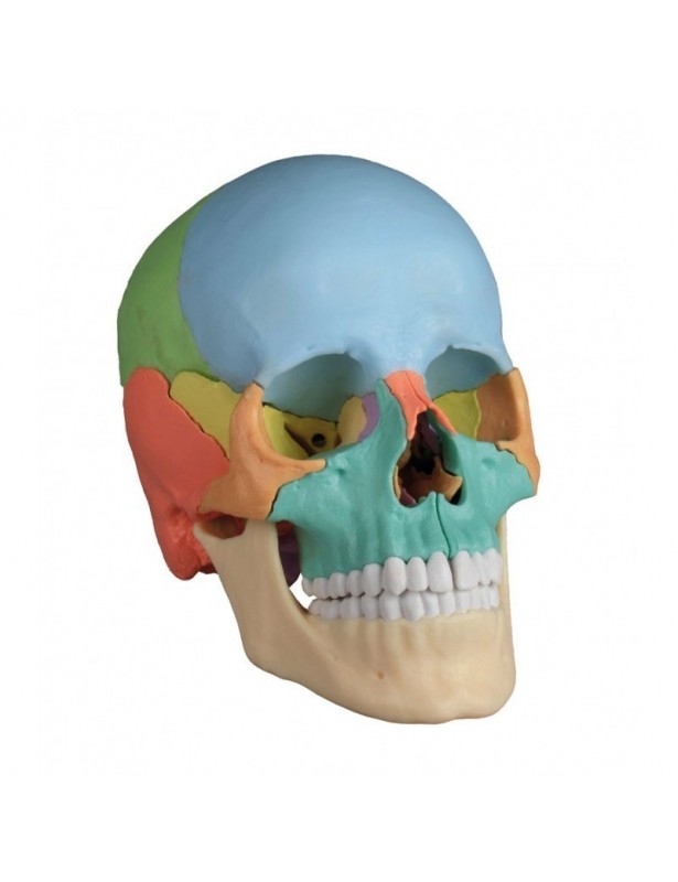 Cranio Erler Zimmer colorato...
