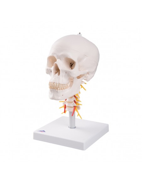 Cranio con vertebre cervicali A20/1