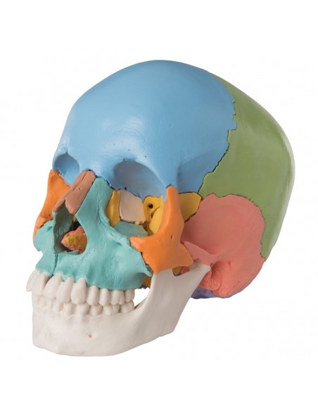 Cranio scomponibile didattico A291