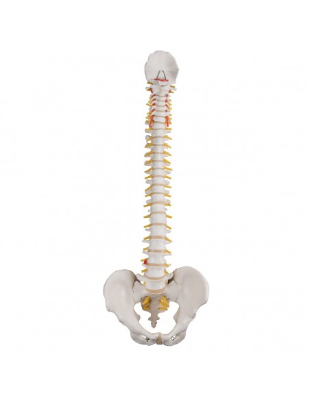 Colonna vertebrale flessibile A58/1